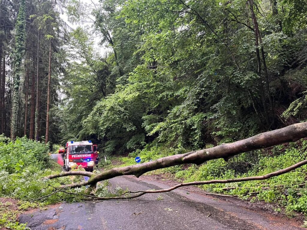 baum über straße